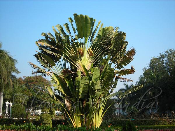 Traveler's Palm